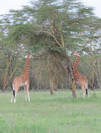 Lake Nakuru-Lake Nakuru National Park